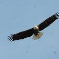 Beaver Lake is the winter home to about 300 bald eagles, such as this one seen soaring near Lost Bri...