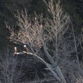 A pair of eagles roost on Friday along the Beaver Lake shoreline on Shaddox Island near Rocky Branch...