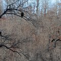 A bald eagle flies to join a pair Friday on a limb near Lost Bridge North park on Beaver Lake. 