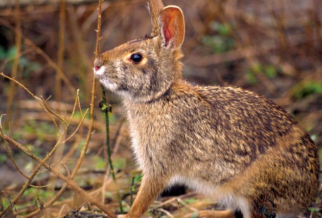 a-rabbits-dark-eye-stands-out-even-though-the-animal-is-well-camouflaged-in-cover-in-late-season-when-rabbits-are-in-thick-cover-hunters-should-look-for-the-eye-instead-of-trying-to-see-the-whole-rabbit