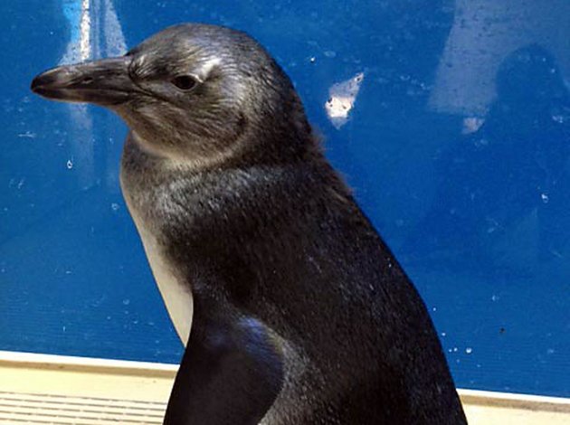 unnamed-penguin-chick-born-oct-30-2012