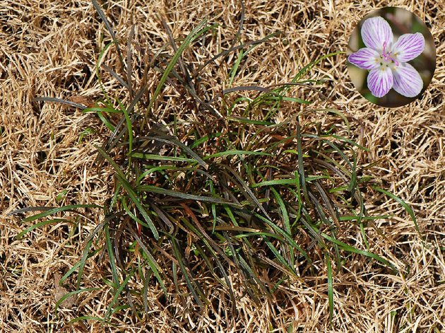 spring beauty
