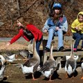 Kayla Green, 10, from left, Stormy Green, 13 and Emma Green, 8, all of Rogers, toss bread crumbs to ...