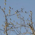 Cedar waxwings roost on branches on the lake shore across a cove from Rocky Branch park.