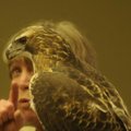 Lynn Sciumbato and a red-tailed hawk, Jennie, delight visitors at Hobbs State Park-Conservation Area...