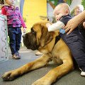 Lis Lopez, 3, of Rogers watches Wednesday as Brody Montgomery, 3 months, reaches over to Scout, a re...