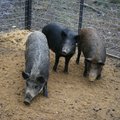 The feral hog population has increased throughout the state since Arkansas Game and Fish Commission ...