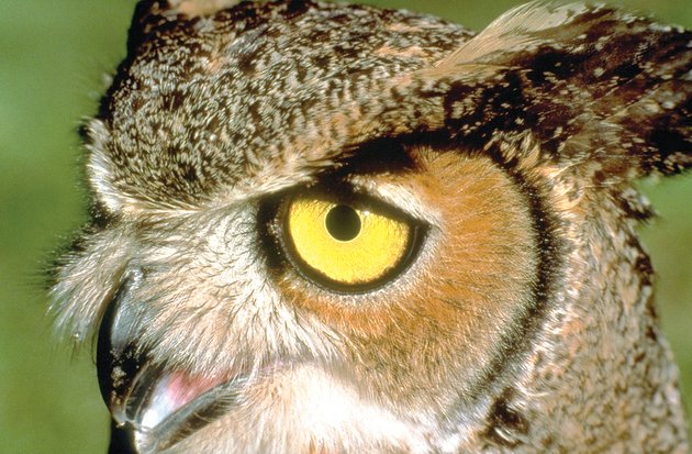 the-short-eared-owl-a-winter-resident-in-arkansas-often-is-seen-in-daylight-hours-coursing-over-croplands-and-meadows-in-search-of-birds-or-small-mammals