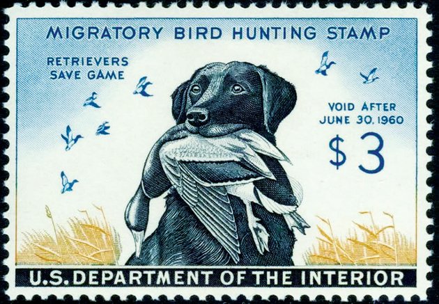 shown-is-the-1959-federal-duck-stamp-by-artist-maynard-reece-featuring-king-buck-of-nilo-kennels