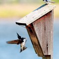 A workshop in building birdhouses will be offered Feb. 9 at Botanical Garden of the Ozarks in Fayett...