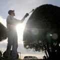 Jeremy Vallia with Custom Lawn Care trims a compact holly tree Thursday in the parking lot of the Li...
