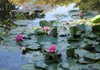Water lilies still bloom in Monet’s garden. 