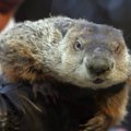 Groundhog Club Co-handler Ron Ploucha holds the weather predicting groundhog, Punxsutawney Phil, aft...