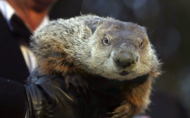 groundhog-club-co-handler-ron-ploucha-holds-the-weather-predicting-groundhog-punxsutawney-phil-after-the-club-said-phil-did-not-see-his-shadow-and-there-will-be-an-early-spring-during-the-groundhog-day-ceremony-saturday-feb-2-2013-in-punxsutawney-pa