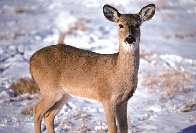late-season-hunters-should-be-attentive-to-the-actions-of-does-their-body-language-may-give-away-a-buck-hiding-nearby