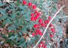 Red berries, drought tolerance and vigor make nandina attractive to some gardeners, but the same qualities make others view it as a weed. 