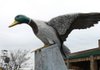 A jaunty mallard graces the entrance to Mack’s Prairie Wings, a duck-hunting outfitter in Stuttgart. 