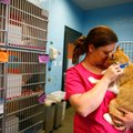 Jennifer Reynolds, shelter attendant, takes one of the cats from its kennel Feb. 7 for socialization...