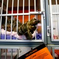 An adoptable cat reaches from inside its kennel at the Fayetteville Animal Shelter. 