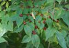 STAFF PHOTO ANDY SHUPEAmur honeysuckle, Lonicera maackii, is a shrub considered to be a noxious and invasive plant species is characterized by early leafing in the spring, bright red berries in the fall and oppositely opposing leaves.