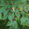 STAFF PHOTO ANDY SHUPEAmur honeysuckle, Lonicera maackii, is a shrub considered to be a noxious and...