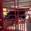 Tusk IV, Arkansas' mascot, made an appearance at the third-annual "Razorback Day at the Capitol" lun...