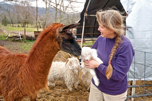 jeanette-larson-holds-a-baby-angora-goat-as-a-protective-llama-checks-to-make-sure-the-baby-is-unharmed-larson-uses-the-fleece-from-her-21-sheep-eight-goats-and-a-llama-to-weave-and-crochect-projects-she-sells-online-under-the-name-common-threads