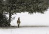 This photo of a donkey in the snow is one of many available on the Rev. Rodney Steele’s website. Steele is selling his photographs to raise money to provide clean water to residents in the Congo. 