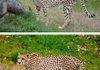 The new Photoshop Touch offers powerful photo editing tools to mobile phones.The top image is the original image. The bottom image is the result of color correction, sharpening and cropping in Touch. The image shows significant improvement. 