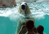 Guests at the Kansas City Zoo take photos of Nikita, a 23-year-old polar bear, in her newly constructed home. A second polar bear, 6-year-old Berlin, was recently introduced into the same multi-million dollar polar bear enclosure.