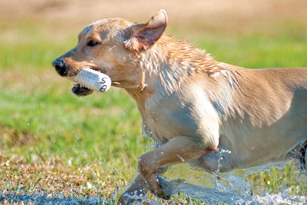 cane-fetches-a-bumper-while-training-stan-brown-is-in-his-12th-year-of-training-dogs-mainly-to-be-hunting-dogs