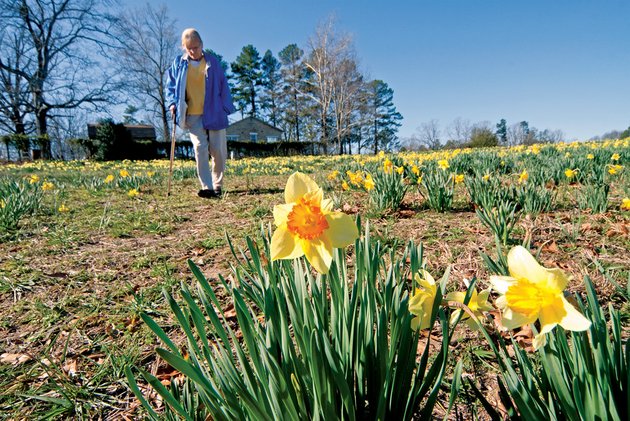 betty-harmon-co-chair-of-the-wye-mountain-daffodil-festival-is-a-longtime-volunteer-with-the-festival-the-event-will-run-from-9-am-to-5-pm-today-its-last-day