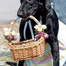 dog-gone easter
