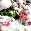Snow covered and weighed down a row of Azalea bushes in full bloom at Decatur on Friday. More than three inches of wet, heavy snow blanketed the Eagle Observer coverage area but was pretty much melted away after a few hours.
Snow on Friday breaks area records 