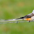 A scissor-tailed fly catcher perches on a fence near Gentry on May 8. The bird gets its name from its long tail feathers which are often crossed as the bird maneuvers in flight. The scissor-tailed fly catcher is also the Oklahoma state bird. 