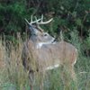 THE FLIP SIDE: Deer Season Review Brings Good News