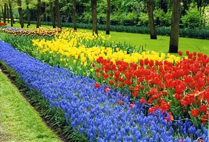 If you time your trip to the Netherlands just right, the gardens at Keukenhof will be in full, blooming splendor.