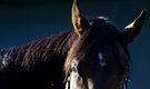 What to watch for at the Preakness