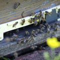 In this Wednesday, May 15, 2013 photo, bees gather at the entrance of a hive during a scientific exp...
