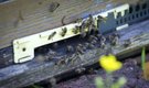 Honeybees trained in Croatia to find land mines