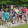 Participants in the Dogwood Walk make their way along the sidewalk at Gulley Park. 