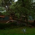 A tree down on N.W. C Street in Bentonville.