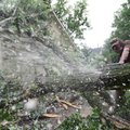 Bill Martin of Professional Tree Service uses a chain saw Tuesday to cut up a tree blown across an a...