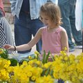 Quincy Schaffer, 7 of Fayetteville, takes a look at the fresh flowers in April at the Fayetteville F...