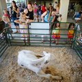 A Holstein cow, sits in the middle of the pen Tuesday at the library. 