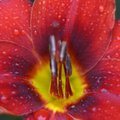 Raindrops bead Monday on the flowers planted around the Fayetteville square. 
