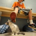 William Fogleman, 11, of Fayetteville watches as one of the many kittens up for adoption at the Wash...
