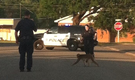Monkey gets loose in Conway, bites officer