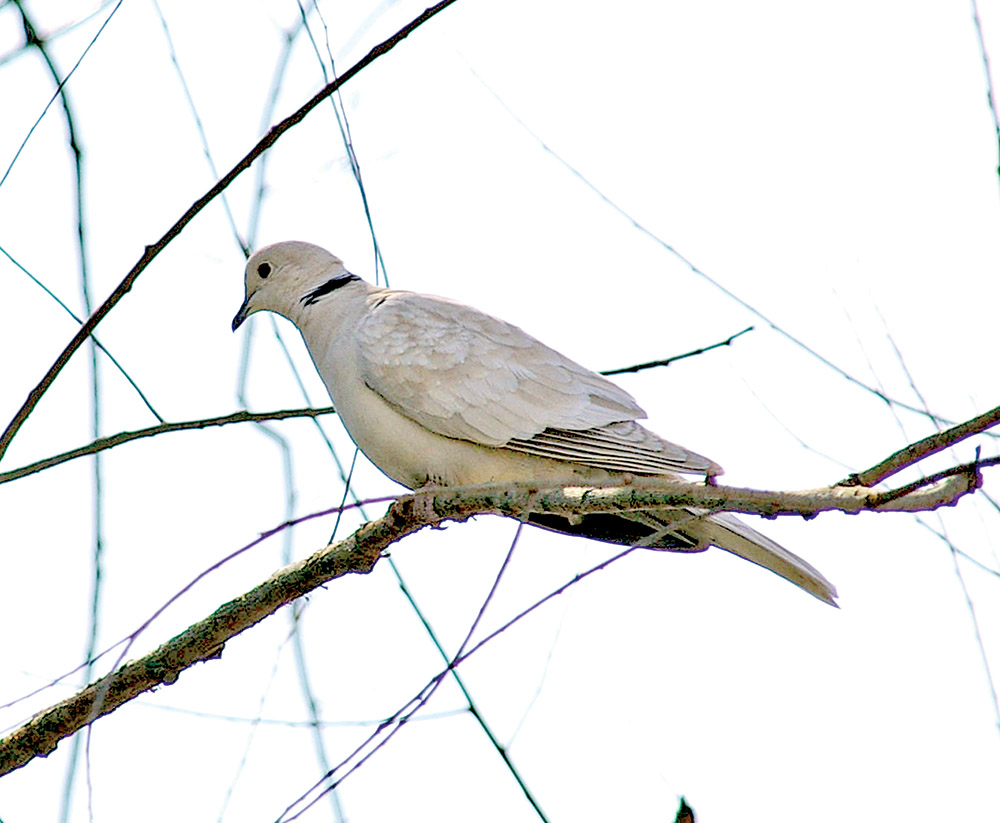 The collareddove invasion of Arkansas