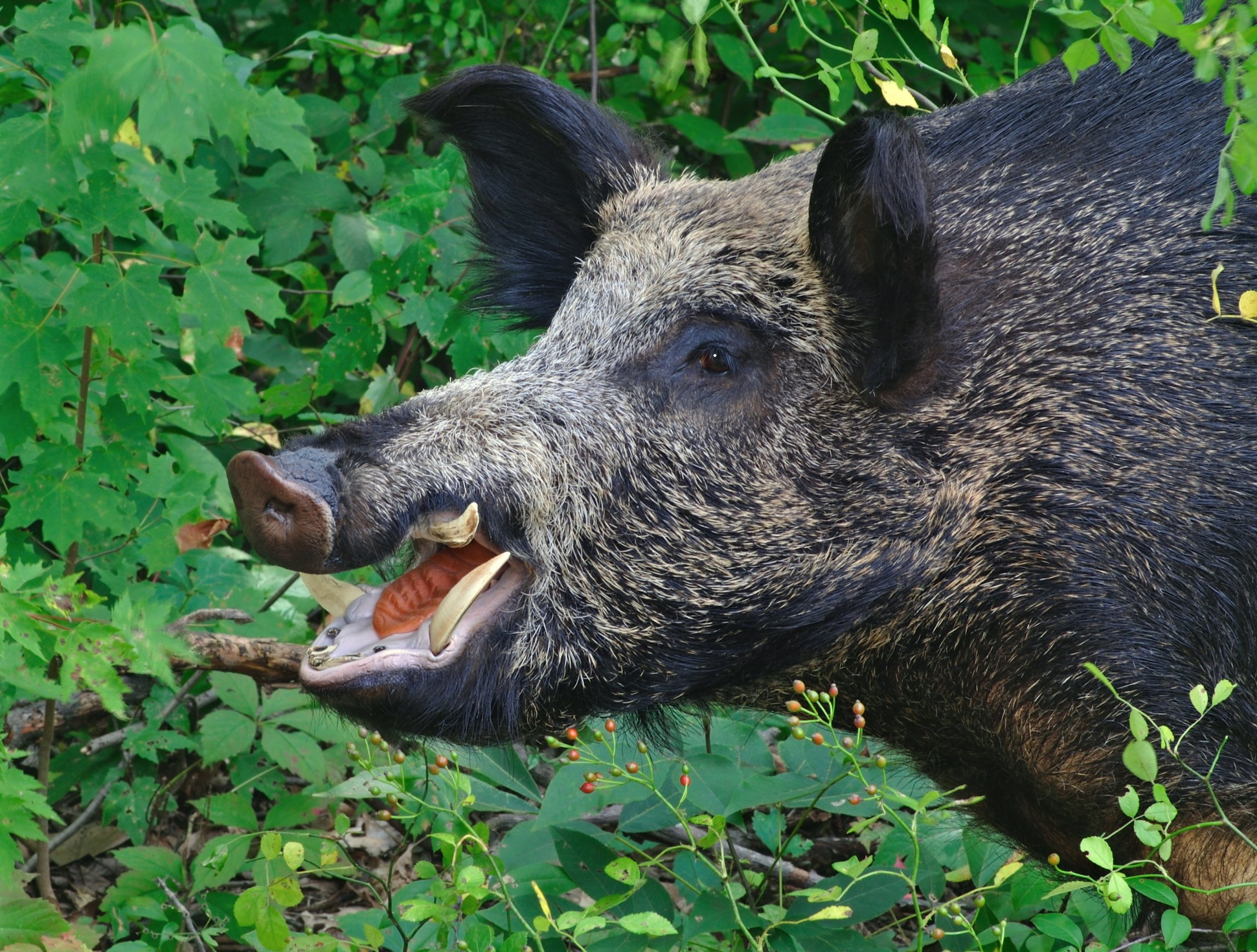 What do feral pig maps say about the feral pig population in the USA?